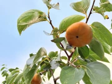 甘くて美味しい旬の柿を思いっきり味わおう！道の駅アグリパーク竜王の「柿狩り食べ放題」期間限定で開園中！