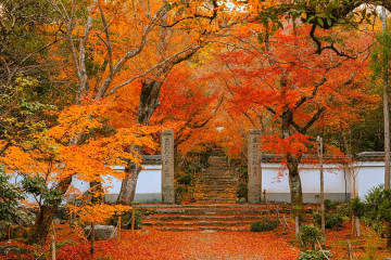 京都・洛西の紅葉を堪能！秋の特別公開＆鶴屋吉信の5種羊羹食べ比べ