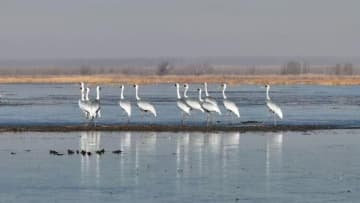 世界の野生ソデグロヅルの3分の1、中国北東部の自然保護区に集結