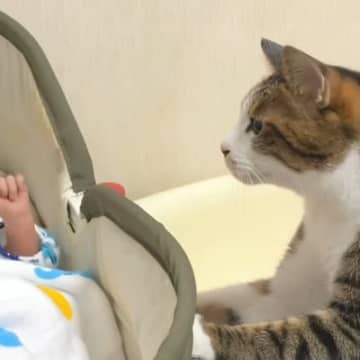 おうちに赤ちゃんがやって来ると…猫が見せた『尊すぎるリアクション』が104万再生の大反響「何がいるの～って感じがかわいいｗ」「素敵」