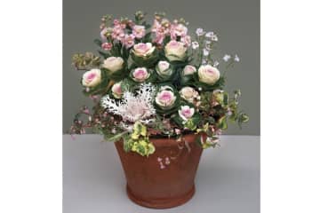 冬から晩春まで長く楽しめる「ミニハボタン」の寄せ植え【ガーデニング】