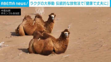 約2000頭のラクダが砂漠を大移動 片道200kmを4往復する遊牧民 中国・内モンゴル