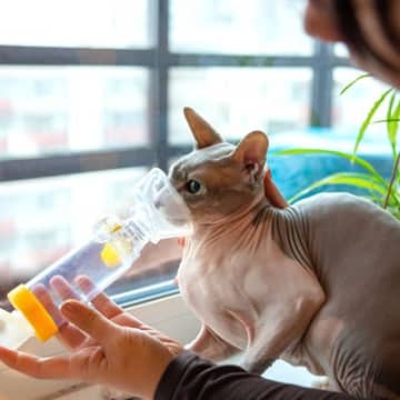 猫にも危険な『喘息』の症状5つ　原因や治療法から飼い主にできることまで解説
