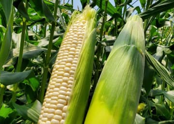 職人クオリティをフレッシュに届ける花農家の体験　花職人Ikeda／印南町