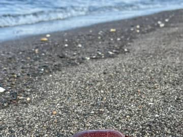 海岸で見つけた『食べられないカニ』　見た目と裏腹な正体に「知らなかった…」