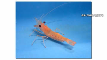 1貫3300円の高級食材「ボタンエビ」養殖初成功で安くなる？茨城県が卵を採取しふ化・生育　2029年提供目指す