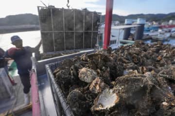 広島県のカキ被害、300億円　大量死、東京商工リサーチが調査