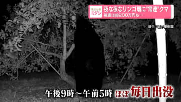 夜な夜なリンゴ畑に“常連”クマ　被害は約200万円も…