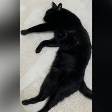 床でくつろいでいた黒猫が『漢字』に見えてきて…横に文字を書いてみた結果→素敵な光景に16万いいね「芸術作品」「お見事」と大絶賛