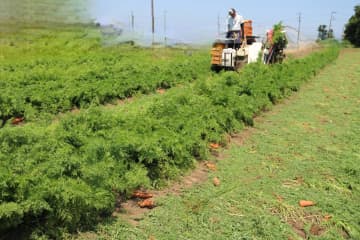 【チイオシ鉾田市プロジェクト第五弾】「にんじんの葉っぱ見たことある？」にんじんの収穫体験で、食の背景に触れる｜親子参加歓迎の農業体験