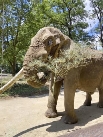 国内最高齢雄のアフリカゾウ死ぬ　推定36歳、仙台の動物園