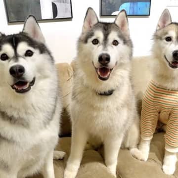 『大型犬3頭だけになった部屋』を観察した結果…『予想外すぎる行動』が人間の子どものようだと6万再生「ワチャワチャ最高」「幸せ空間すぎる」