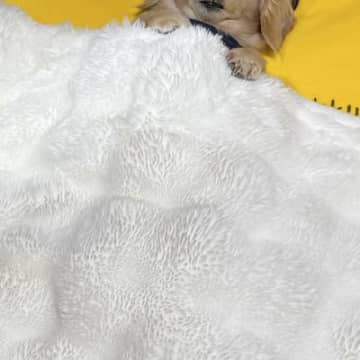 寝室を覗いたら、犬が『お布団』で寝ていて…人間味が強すぎる『まさかの寝方』が1180万表示「可愛さが大爆発してる」「一緒に寝たい」と悶絶