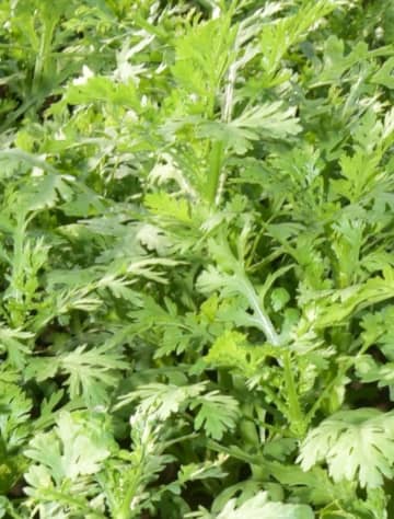 シュンギクから基準値超す農薬検出　行方の2生産者出荷　茨城県、回収命じる