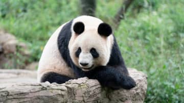 パンダ飼育数808頭に