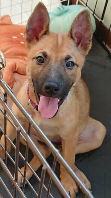 警戒心が強く周りに怯えていた元保護犬子犬→家族との信頼関係を築きお出かけが大好きなコに成長！