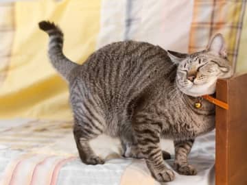 癒やされる「愛猫のかわいいしぐさ・行動」ランキング！2位「体をスリスリこすり付けてくる」、1位は？