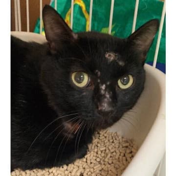 皮膚病を患っていた野良猫を苦労の末に保護　人馴れしていないけれど、少しずつ心を開く様子にグッとくる