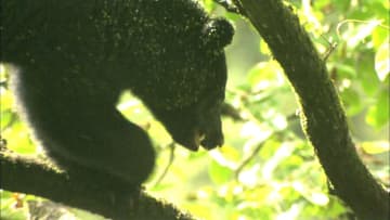 専門家とハンター、立場の違いから見えるクマ出没対策の課題　富山県でクマ出没971件、過去10年最多に