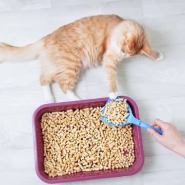 猫が『トイレ用の砂』を食べてしまう理由3つ　困った行動を防ぐための対処法も