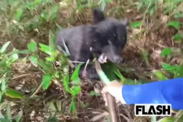 「叫びながら棒きれをアドレナリンで振り回し」子連れ母グマ急襲の“被害者”が明かした生還の一部始終【クマに勝った男たち】