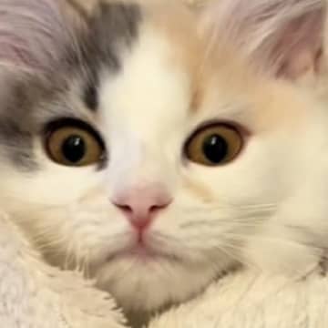 あまりにもお転婆な子猫を『おくるみ』してみたら…たまらなくかわいい展開が12万再生「めちゃカワ」「うちもやってみよう」と反響