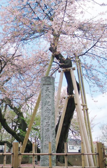 クビアカツヤカミキリによる食害を確認　天然記念物の「石戸蒲ザクラ」　埼玉・北本市が発表　薬剤で駆除、樹勢が衰えるなどの影響は確認されず