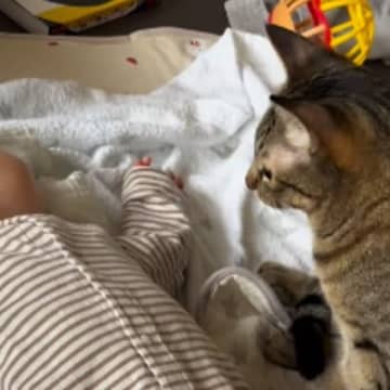 寝ている赤ちゃんのそばに『近寄ってきた猫』を見ていると…あまりにも尊すぎる瞬間が47万再生「一生見ていたい光景」「優しいね」