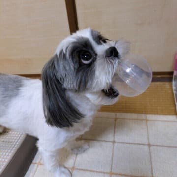 犬はどれくらい会わないとその人を忘れてしまうの？獣医師が解説