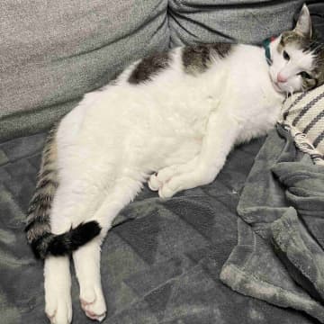 誰よりも早く暖をとる猫　「温かくしてリラックスしたい」気持ちがあるか獣医師に聞いてみた