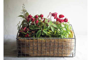 ダーク＆ワインレッドの花が主役の【晩秋の寄せ植え】個性的な花形に注目！