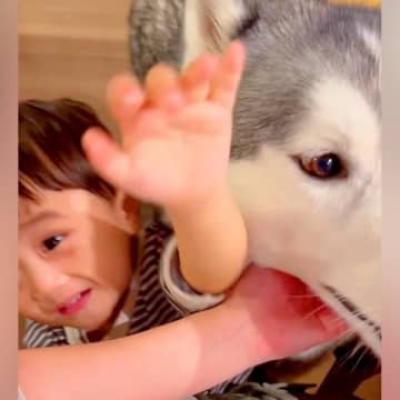 小さい男の子と大型犬が『ママの取り合い』をした結果…本当の兄弟のような『どちらも譲らない光景』に反響「可愛い三角関係」「モテモテ」