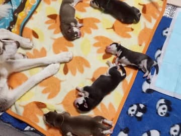 「これがこう」　子犬たちの1年後の姿に「大人になってて尊い」「めっちゃ良い写真！」