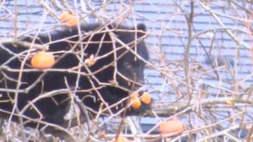 クマが柿の木に13時間居座る事態 岩手県で警察ライフル銃チーム初出動も「高い位置で狙えず」駆除に至らず　洋野町では県内初の緊急銃猟で栗の木に居座ったクマを9時間後に駆除