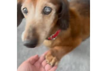 目が見えず耳も聞こえない老犬　17年前の約束を守り続ける姿が「健気すぎる」と話題に…