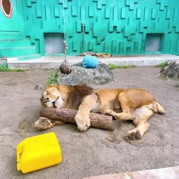 お気に入りの木を抱きしめて…ライオンの意外すぎる姿にSNSほっこり「デカいねこ」「我が家のお猫さまたちと同じ」【釧路市動物園】
