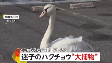 “迷子の白鳥”街中で大捕物…羽広げて威嚇する「コブハクチョウ」車道に飛び出して抵抗も大混乱の末に無事保護
