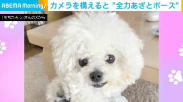 カメラを構えると…“全力あざとポーズ”する子犬に「最強かよ～」「あらあら…可愛い〜！」と絶賛の声