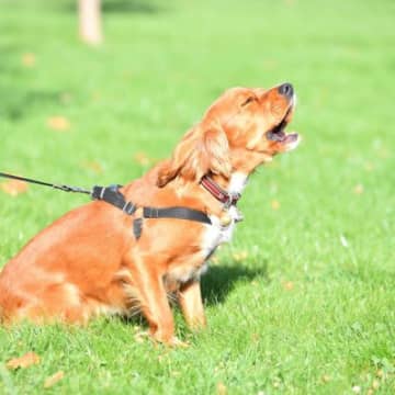犬が『吠え続ける』のをやめさせるコツ3つ　吠えたがるワケやNGな対処法まで