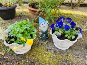 ガーデニング必見！冬越しと秋冬の衣替え