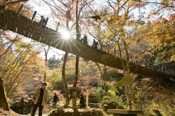 《秋さんぽ》吊り橋囲む赤や黄色　高萩・花貫渓谷　茨城
