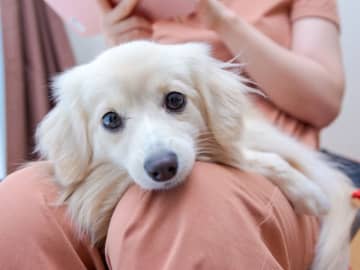かわいくてつい許してしまう愛犬の「困った行動」ランキング！ 2位「飼い主の上に乗っかる」、1位は？
