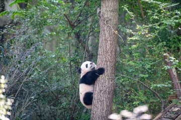 人工飼育中のジャイアントパンダが808頭に―中国