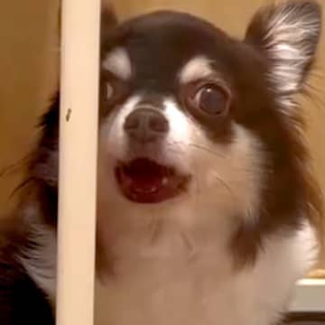 声帯を切られた『元繁殖犬』→100日以上も家族が決まらず…思わず涙があふれる『素敵な結末』に反響「泣けちゃう」「たくさん愛してもらって」