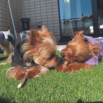 「じゃれ合ったり譲り合ったりケンカしたり」犬の多頭飼いエピソード紹介！専門家解説も