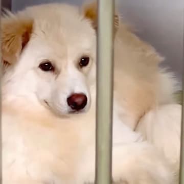 約7ヶ月間、施設に収容され『処分予定となった元野犬』を引き取った結果…『41日後の表情の違い』に思わず涙「幸せそう」「素敵な里親さま」