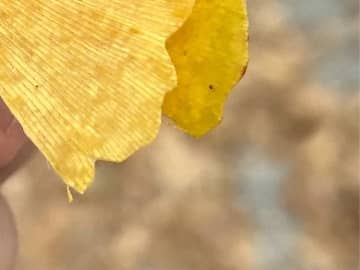 学内でイチョウを拾った東大生　ひらめいた『芸術品』が…？「天才かよ」