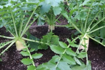 もぎたて大根3本700円！アグリパーク竜王の【大根収穫体験】が11月22日から開園しました！