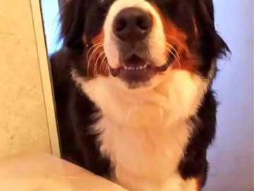 「ボディソープ持ってきて！」駆けつけた大型犬の顔にクスッ　「手伝う気概だけ感じる」「かわいすぎる」