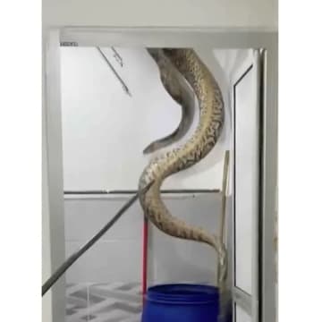 浴室から60kgもの巨大ヘビがズドン！ マレーシア民間防衛隊の捕獲動画が大バズり